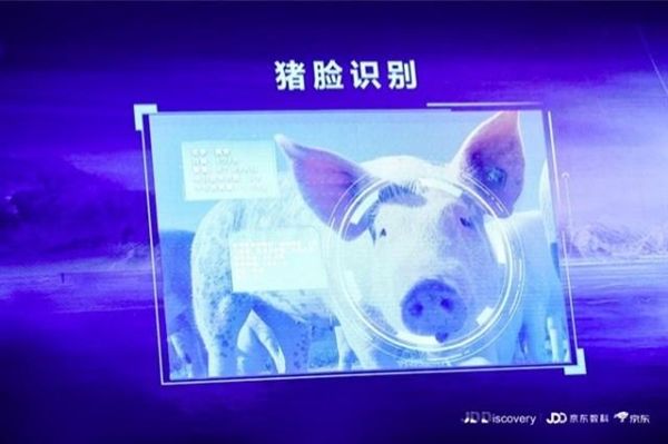 京東宣布進(jìn)軍養(yǎng)豬業(yè)，還推出了“豬臉識別”技術(shù)
